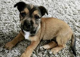 Mar 19, 2019 · terrier breeds often mixed with schnauzers include the cairn terrier (producing a carnauzer), the airedale terrier (resulting in a schnairedale). 31 Terrific Terrier Mixes You Ve Never Seen Terrier Mix Guide