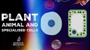 Check spelling or type a new query. Gcse Science Biology 9 1 Plant And Animal Cells Cell Specialisation Youtube