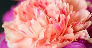 ^ foxglove symbolism and the meaning of foxgloves in the language of flowers. Bloomiq