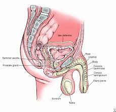 Review the diagrams in this tutorial a few. Men S Business Stabilise