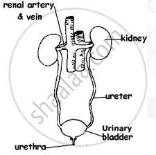 The excretory activity of the kidneys is modulated. Draw Well Labelled Diagram Of Human Excretory System Science And Technology 2 Shaalaa Com