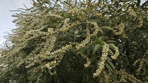 Image result for Buddleja asiatica
