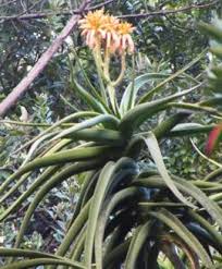 Image result for Aloidendron tongaense