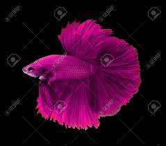 Original painting of a pink and blue beta fish. Pink Siamese Fighting Fish Halfmoon Betta Fish Isolated On Black Stock Photo Picture And Royalty Free Image Image 57506566