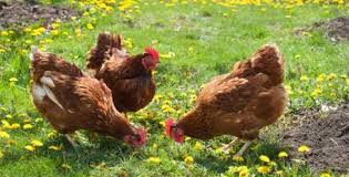 D Adopter Elever Des Poules Poulets Poulets De Basse Cour