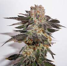 Week 4 is being shot for next update video.copyright free. Cannabis Flowering Stage How To Guide Dutch Passion