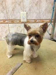 Maybe you would like to learn more about one of these? Clark Pet Store 56 Photos 39 Reviews Pet Groomers 57 Clark St Brooklyn Heights Brooklyn Ny Phone Number