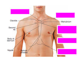 Maryville University Adult Health Assessment Exam 2 Flashcards Questions And Answers Quizlet