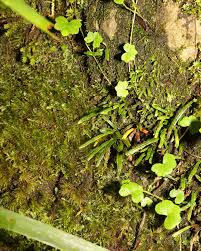 Image result for Grammitis