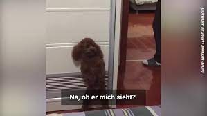 20 minuten on instagram dieser hund verhalt sich wie ein mensch viral viralvideo video hund doggy 20min 20minute dog cat cats dogs