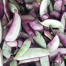 Image result for Dolichos sericeus