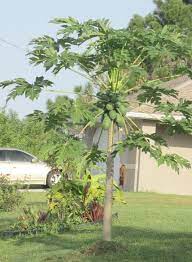The trees are easily grown in containers, but require lots of watering and fertilizer. Papaya Life Is Just Ducky