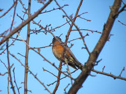 The highest number for the count was only 30. Tallying Up The Great Backyard Bird Count 2020 Wiscasset Newspaper