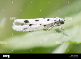 Image result for Ethmia dodecea