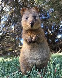 Quokka Cute Friendly Animal Smiling Happy Rottnest Island Nature Trip Beautiful Westernaustralia Australia Wild Animal Planet Quokka Cute Animals
