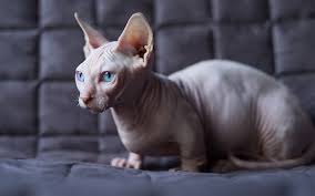 The cat can be found in all colors and patterns, including solids, tortoiseshells, tabby patterns, and colors with white. Minskin Cat Easy To Follow Guide Expert S Advice