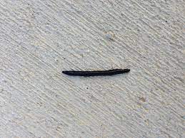 Nature In Your Backyard Mystery Leech Your Wild Life