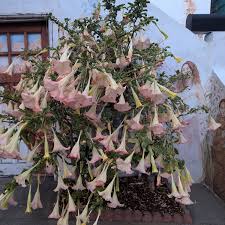 Image result for Brugmansia