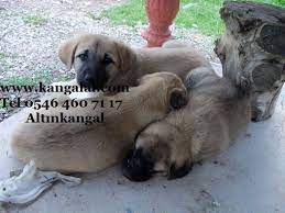 safkan kangal kopek satisi iletisim kopek kangal kopegi akbas