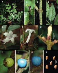 Image result for Lasianthus