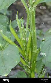 Image result for Cyamopsis