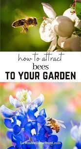 How to attract bees to pollinate garden. How To Attract Bees To Your Garden Plants To Attract Bees Flowers Pollinator Garden