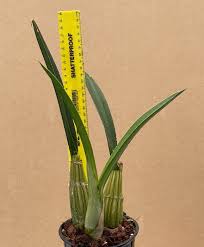 Image result for Eulophia