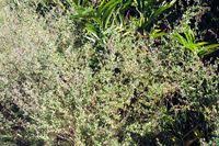 Image result for Grona ramosissima