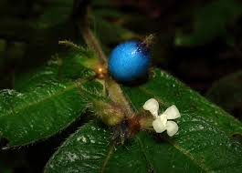 Image result for Lasianthus