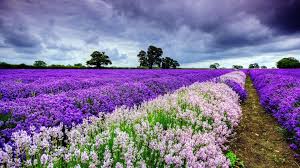 Beautiful spring wallpapers, pictures, images. Most Beautiful Spring Wallpapers Top Free Most Beautiful Spring Backgrounds Wallpaperaccess