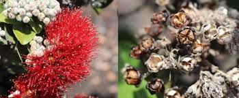 Image result for Ophrestia radicosa