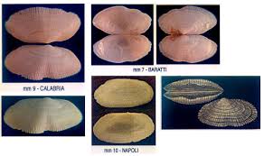 Image result for Galeomma