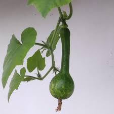 Image result for Cucurbita moschata