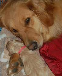 Browse thru golden retriever puppies for sale near morrisville, vermont, usa area listings on puppyfinder.com to find your perfect puppy. Pot O Gold Kennel Home Facebook