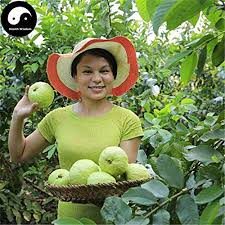 Check spelling or type a new query. 60pcs Buy Real Guava Fruit Tree Seeds Plant Fruit Psidium Guajava Grow Fan Shi Liu Buy Online In Guernsey At Guernsey Desertcart Com Productid 119341344