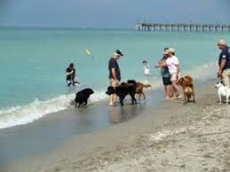 Dog Friendly Beaches Florida Dog Friendly Beach Venice Beach Florida Perfect Beach Vacation