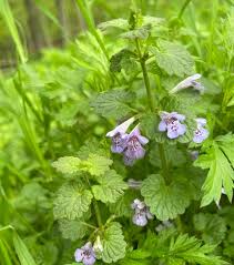 Image result for Glechoma  hederacea