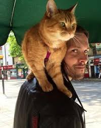 Cat Bob Pesquisa Google Street Cat Bob Ginger Cats Pets Cats