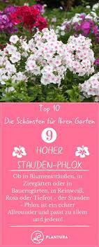 Sommerblumen Die 10 Schonsten Fur Ihren Garten Plantura Sommerblumen Garten Bepflanzen Ziergarten