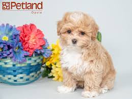 They are really cute and are very good for in house pets. Petland Florida Has Maltipoo Puppies For Sale Interested In Finding Out More About This Breed Check Ou Maltipoo Puppies For Sale Maltipoo Puppy Puppy Friends