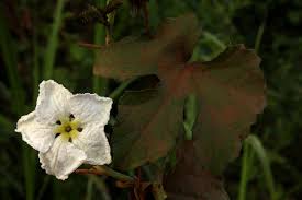 Image result for Lagenaria breviflora