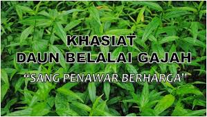 Kerana sebenarnya ada ubat yang dapat untuk membunuh sel kanser yang kekuatannya sepuluh ribu kali ganda lebih hebat dibanding dengan selama ini kita tahu bahawa kanser/ barah hanya boleh diubati dengan terapi tertentu. Khasiat Belalai Gajah Tumbuhan Herba