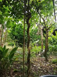 Pokok ini tumbuh dengan baik dalam iklim tropika lembap dengan hujan lebat dan oleh itu. Rupanya Ini Sebab Kacang Botor Tak Berbuah Hanya Lebat Daun Ini Cara Yang Perlu Buat Mudah Je Keluarga