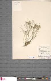 Image result for Porphyrostemma grantii