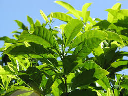 • pulp has a smooth creamy texture with a taste described as similar to caramel flan. Abiu Pouteria Caimito