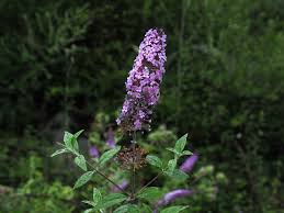 Image result for Buddleja pulchella
