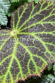 Image result for Ipomoea chloroneura