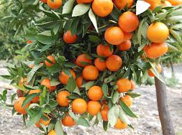 Lim meng tiba di rumah mereka. Limau Mandarin Pakistan Dipasar Untuk Tahun Baru Cina