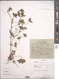 Image result for Alchemilla cryptantha