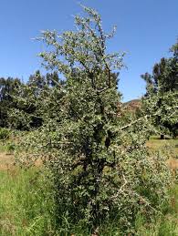 Image result for Oxyanthus troupinii